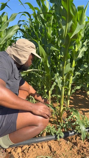 #Botswana must feed herself #Batswana must produce what they eat Let’s break down anatomy and physiology of maize crop dear farmers for our own benefits. When it comes to agriculture, talking about it is one thing, but demonstrating it is another. Agriculture is a science, and science is not just about words, it is about experiments and results. That is why demonstration farms, both for crops and animal production, are crucial. They show us what works and what doesn't, and they help us learn and