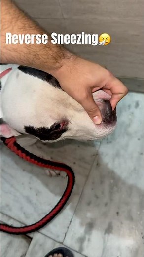 How To Stop Reverse Sneezing !!🤧✅