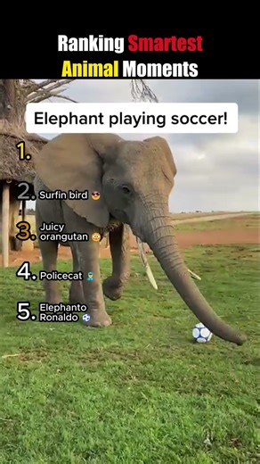 DON'T CHECK THE SOUND 😭😭 | smartest animal moments