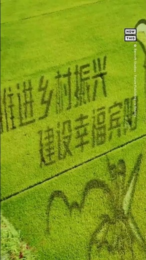 Rice Paddy in China Features Stunning Dragon Design 🐉