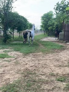 122K views · 2.6K reactions | Stallion Sawalakh 65 inch Available for stud service at long riders ranch contact Jt 9878676500. Manu Sharma 9501700303 | Manu sharma photography | Facebook