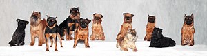 Brussels Griffons - Small Dogs With Big Personalities