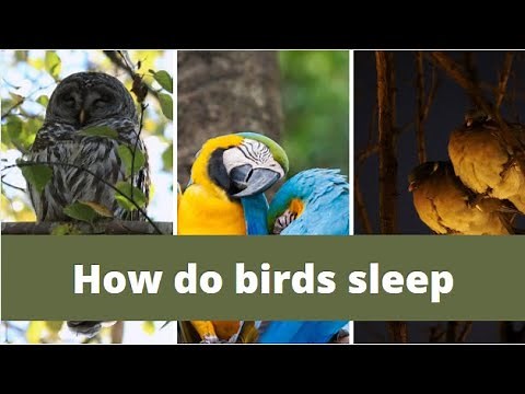 How birds sleep || how do birds sleep || How birds sleep at night || how long do birds sleep