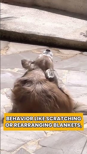 IS YOUR DOG IN LABOR!? Watch for These Signs!