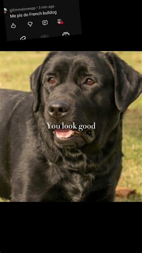 All my love 💓 #frenchbulldog
