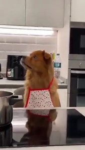 😲 Quand on met des oignons dans ton pâté aux patates.... 🎧 Calme, calme, calme! Nous, on a la recette pour une bonne matinale radio! On est avec vous jusqu'à 10 heures, et en direct, bien sûr ;) | RJFM