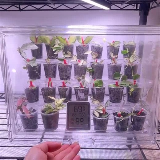Mini Greenhouse L | Acrylic Clear Plant Propogation Box | With Standalone Shelf - Etsy