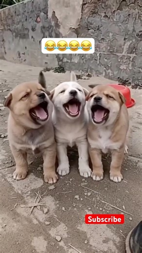 Naughty dogs🤣. #dogs