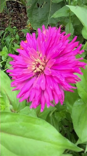 Zinnias Are Great For Attracting Pollinators.