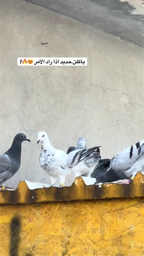 زاجل سباق ومسافات طويلة: عشق لا ينتهي للطيور الزاجل