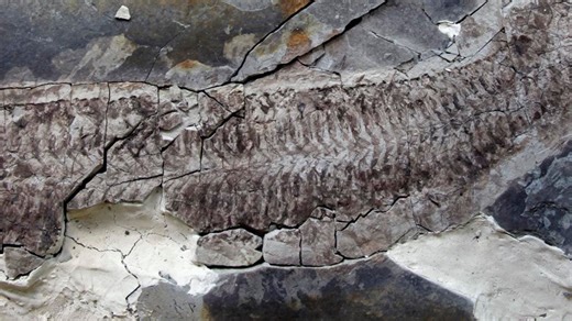 444-million-year-old fossil has guts, scientists are losing mind