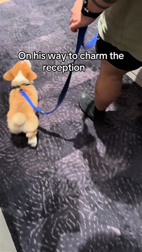 Getting Comfortable with a Harness: Corgi Puppy Cuties