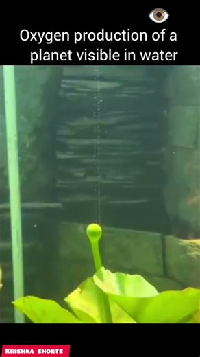 Oxygen production of plant ☘️ 😱💹
