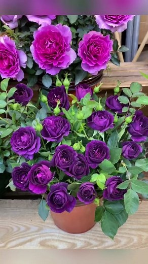 Vibrant Purple Roses Bouquets for Your Garden
