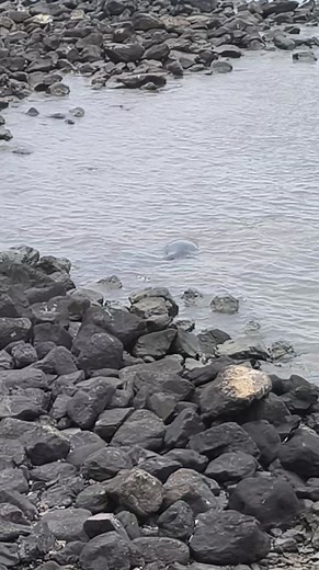 126K views · 2K reactions | Día 36 Uffff. Que susto: Francisca está jugando con un cable, un caño o no sé qué. Se puso obstinada con eso. Las inmersiones son más largas en tiempo. Disfrútenla, porque creo que otro día como el de ayer, con tanto ruido, bocinas y demás, se irá  | Silvia Ramirez | Facebook