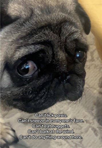 Life of Loulou the Pug: A Day in the Car