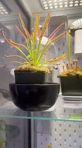 1.1M views · 31K reactions | Feeding my drosera carnivorous plant!...