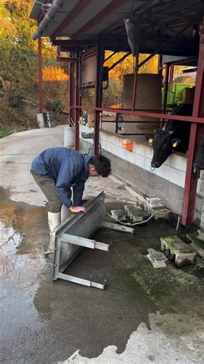 Cows Knock Over Water Trough: Troubleshooting and Temporary Fix #CowBehavior #WaterTrough #FarmLife #AnimalCare #RepeatBehaviors