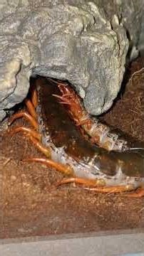 베트남 자이언트 센티패드 그루밍, 베자센, Giant Vietnamese grooming centipede #지네 #centipede