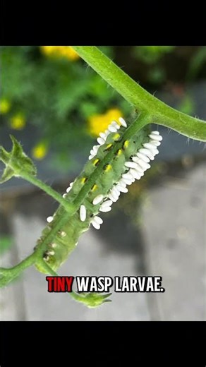 Wasp Parasitizing Caterpillar – Nature’s Tiny Assassin