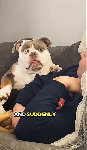 5 THINGS ONLY FRENCH BULLDOG OWNERS CAN UNDERSTAND