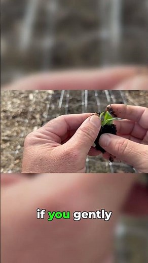 Never Bury the Crown When Planting Lisianthus #gardeningtips #seedlings #farming