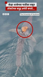 जेव्हा शार्कच्या पाठीवर बसून ऑक्टोपस समुद्र भ्रमंती करतो… #shark #octopusfacts #octopus | BBC News Marathi