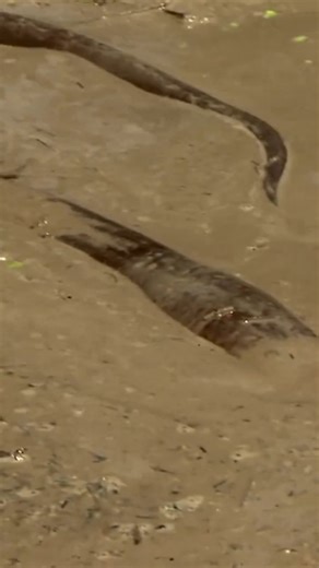 2.1M views · 20K reactions | Jeremy gets his hands on an Electric Eel after 10 days of searching ‍ #rivermonsters #jeremywade #fishing | River Monsters Global | Facebook