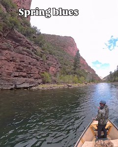 Just some eye candy for those dry fly anglers waiting for spring BWOs to return. | Green River Fly Fisher