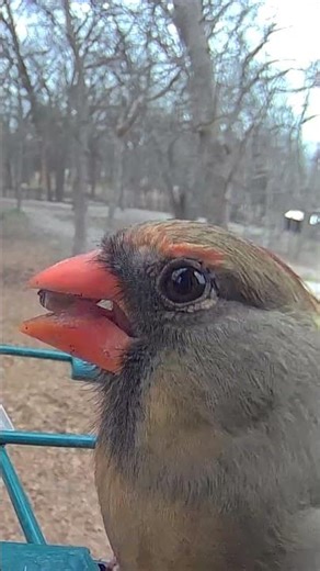 Up Close & Personal: The Beautiful Female Cardinal 🚩✨