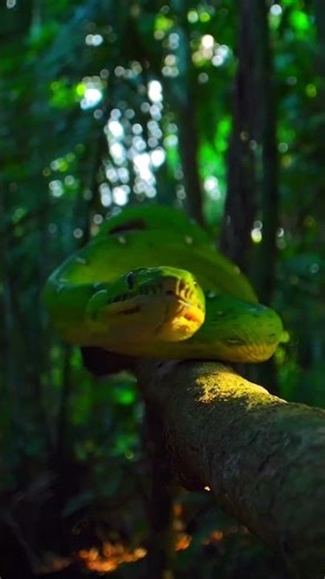 Green Python Snake #pythonsnake #snake
