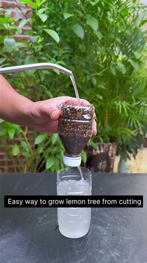 Easy way to grow lemon tree from cutting #Grafting #GraftingPlant #GrowTreeFromCutting #TreeLover