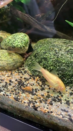 Corydoras and ancistrus in 180l fresh water aquarium 😍😍😍