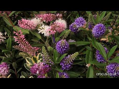 How to grow Hebes | Crocus.co.uk