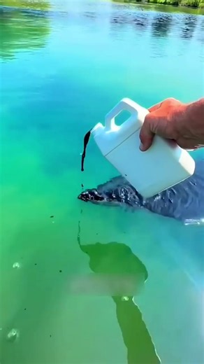 Why Do Farmers Add Blue Dye to Ponds? #BluePondDye #FishFarming