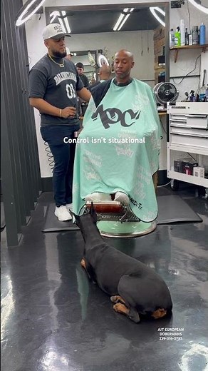 Fully Trained European Doberman | Off-Leash Obedience in Real-World Environment #dogtraining #love