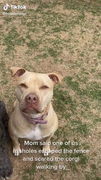 houseofdogz on TikTok