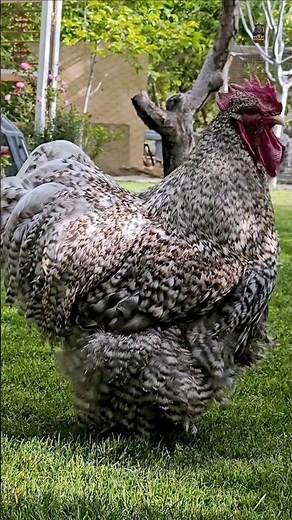 The Gentle Giant of Backyard Chickens 🐔✨ | Orpington Chicken