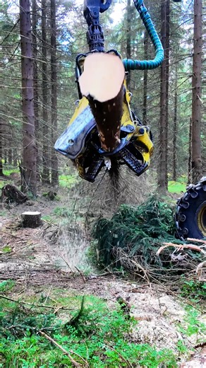 John Deere Harvester Felling & Handling Trees 🌲 Sustainable Forestry in Action