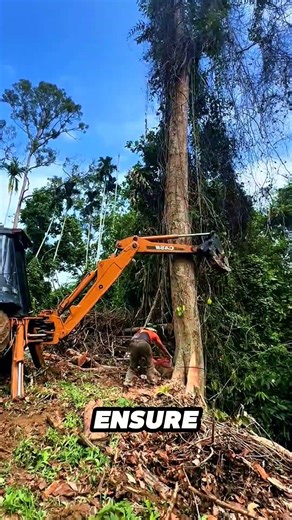 control the direction of the falling tree using an excavator #chainsaw #sawblade #tree #woodworking