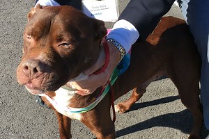 Delaware animal shelter opens low-cost vet clinic - WHYY