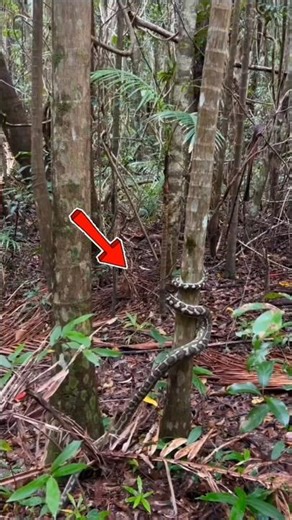 Unbelievable! Huge Snake Climbing a Tree in the Wild 😱🐍