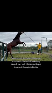 I am extremely pleased with the difference in Magic’s behaviour in just a few short weeks. Today he walked out calmly to the arena even with the bustle of the vet being here and floating teeth, which is loud. In the past, he was so trigger stacked that even just seeing a horse walk by in another field could lead to explosives. Protocol used: - Rewards based training, rewarding calm behaviour and redirecting to better coping mechanisms, like grazing ✅ - Addressing hoof pain, shoes pulled, he is n