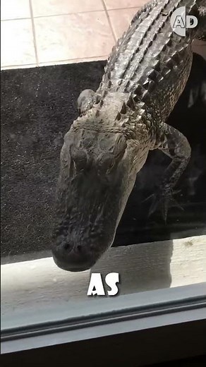 🐊🚗 Alligators Attack Cars But Not Bikers! Florida Alligators 🐊🚗