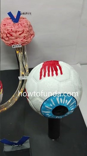 eye working model - shorts - - science project - innovative design - biology model - howtofunda