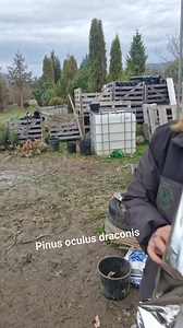 #pin #livrari #comenzi #pepiniera #Rugasesti | Pepiniera Rugasesti Plante Ornamentale