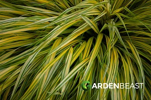 Hakone Grass Guide: How to Grow & Care for “Hakonechloa Macra”