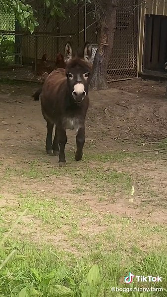 Every morning should start like this! Happy Sunday! #donkey #fyp #boggsfunnyfarm #farmlife