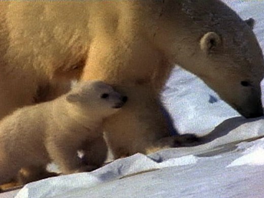 Exclusive Video: Polar Bear Cannibalizes Cub