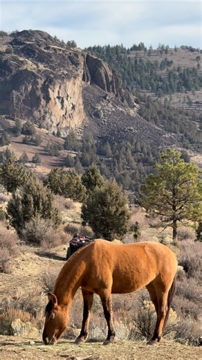Skydog Sanctuary on Instagram: "Blue Zeus’s herd 💙🖤🤍 What an incredible back drop to this video with sheep’s rock behind Sierra, looking like a leading character in this movie and stealing the scene 🖤 Sierra was rescued from a kill pen in Oklahoma with Cheyenne and Snow and is now a part of Blue Zeus’s band and good friends with Flora, the daughter of Iris and BZ. All the mares in this group are bonded and there is no jealousy as they’re all too happy with their l